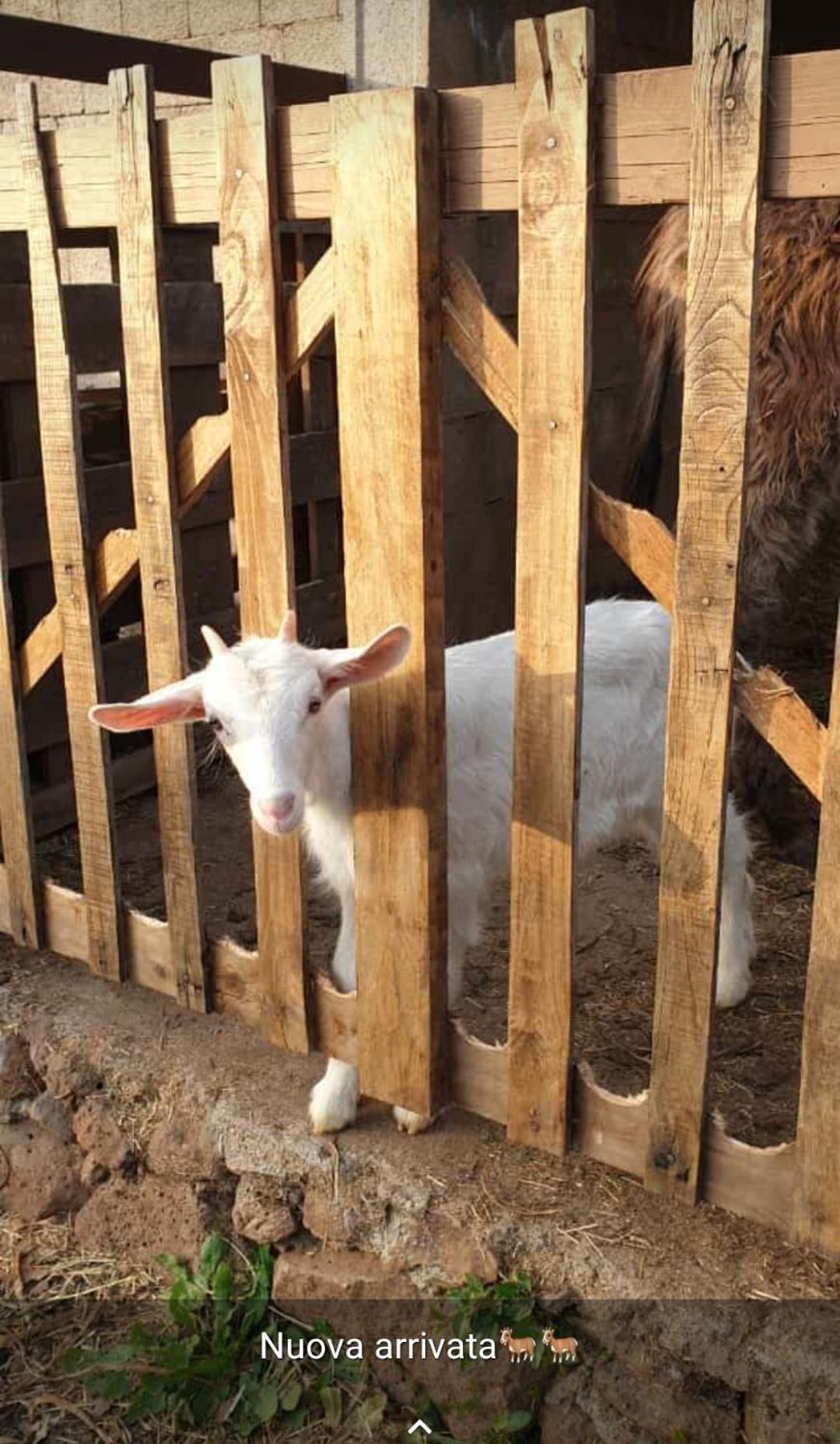 Azienda Agricola Affittacamere S'Ispinalba Di Laura Pitzolu Borore Luaran gambar